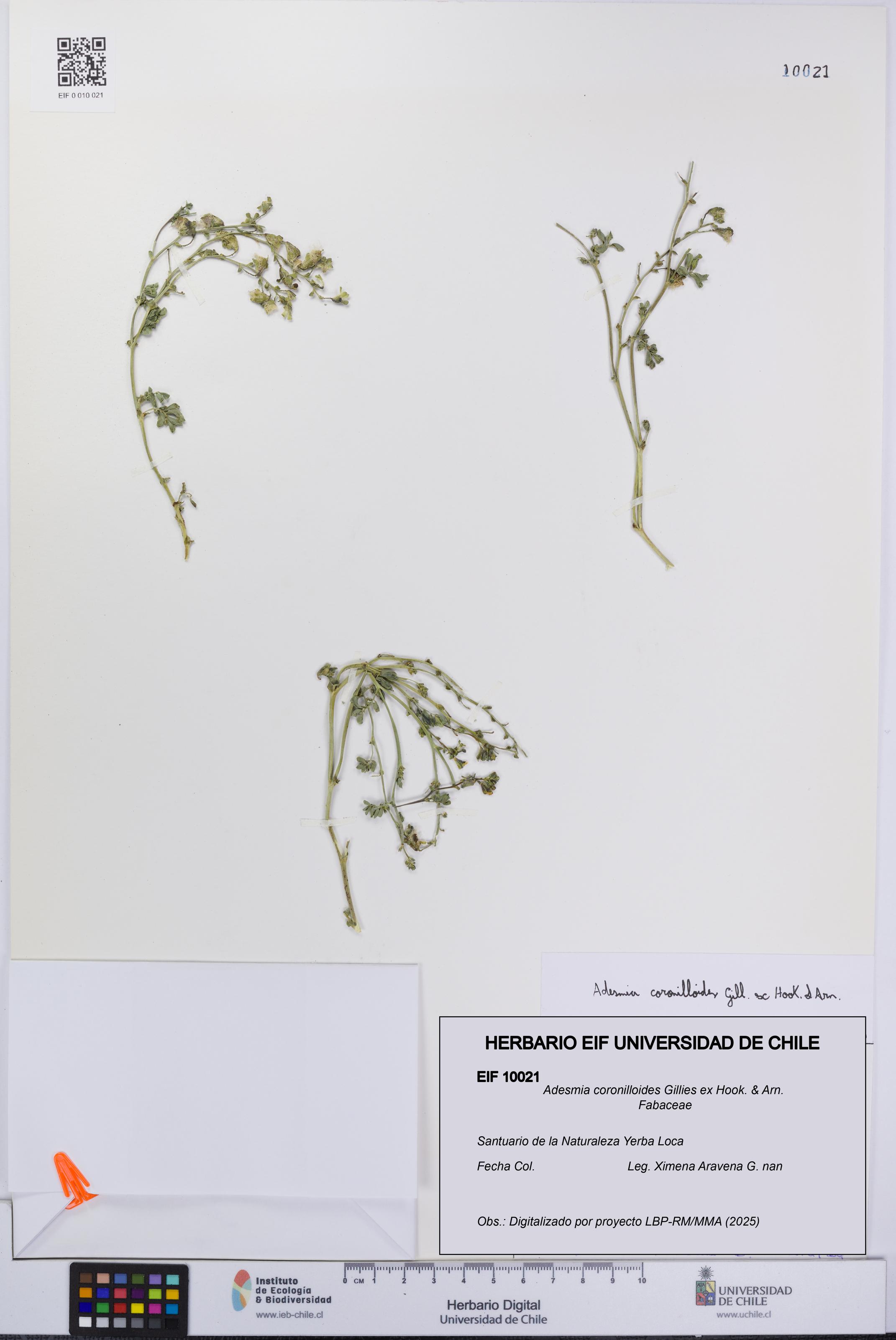 Adesmia coronilloides [Espécimen: UCH:EIF:0010021]