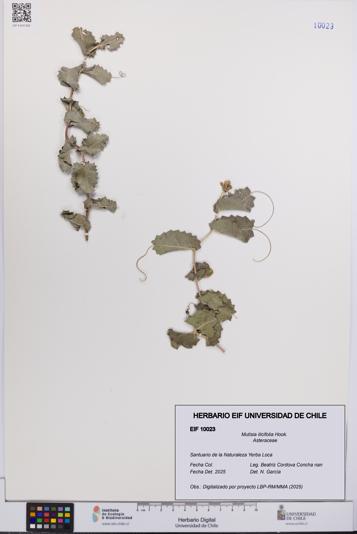 Mutisia ilicifolia [Espécimen: UCH:EIF:0010023]