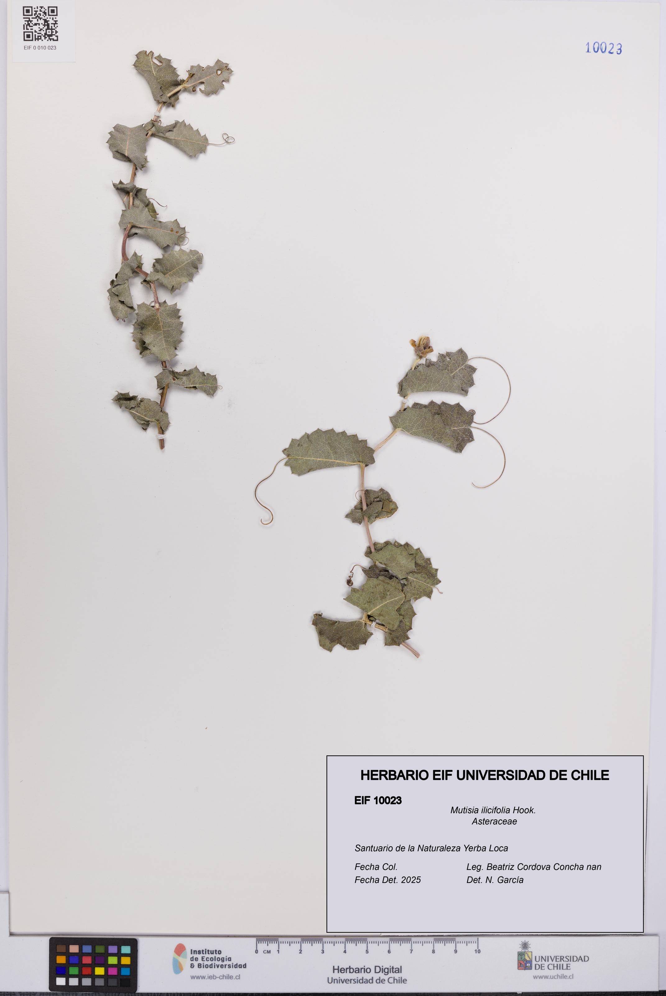 Mutisia ilicifolia [Espécimen: UCH:EIF:0010023]