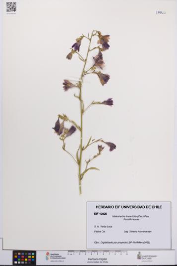 Malesherbia linearifolia [Espécimen: UCH:EIF:0010025]