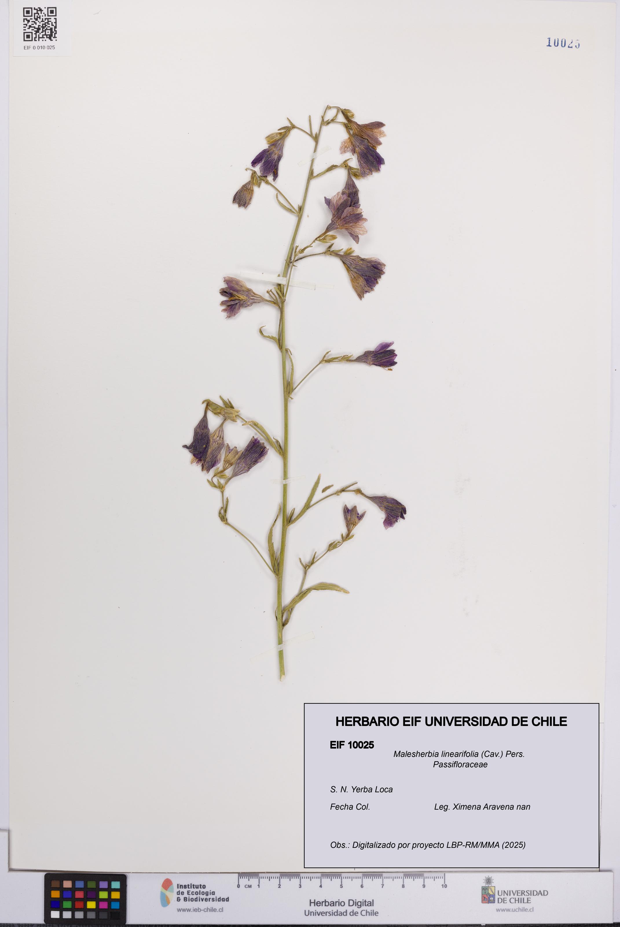 Malesherbia linearifolia [Espécimen: UCH:EIF:0010025]