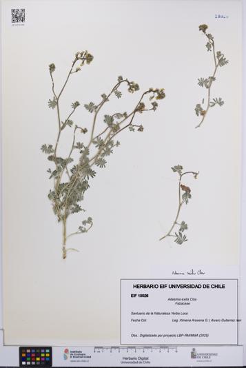 Adesmia exilis [Espécimen: UCH:EIF:0010026]