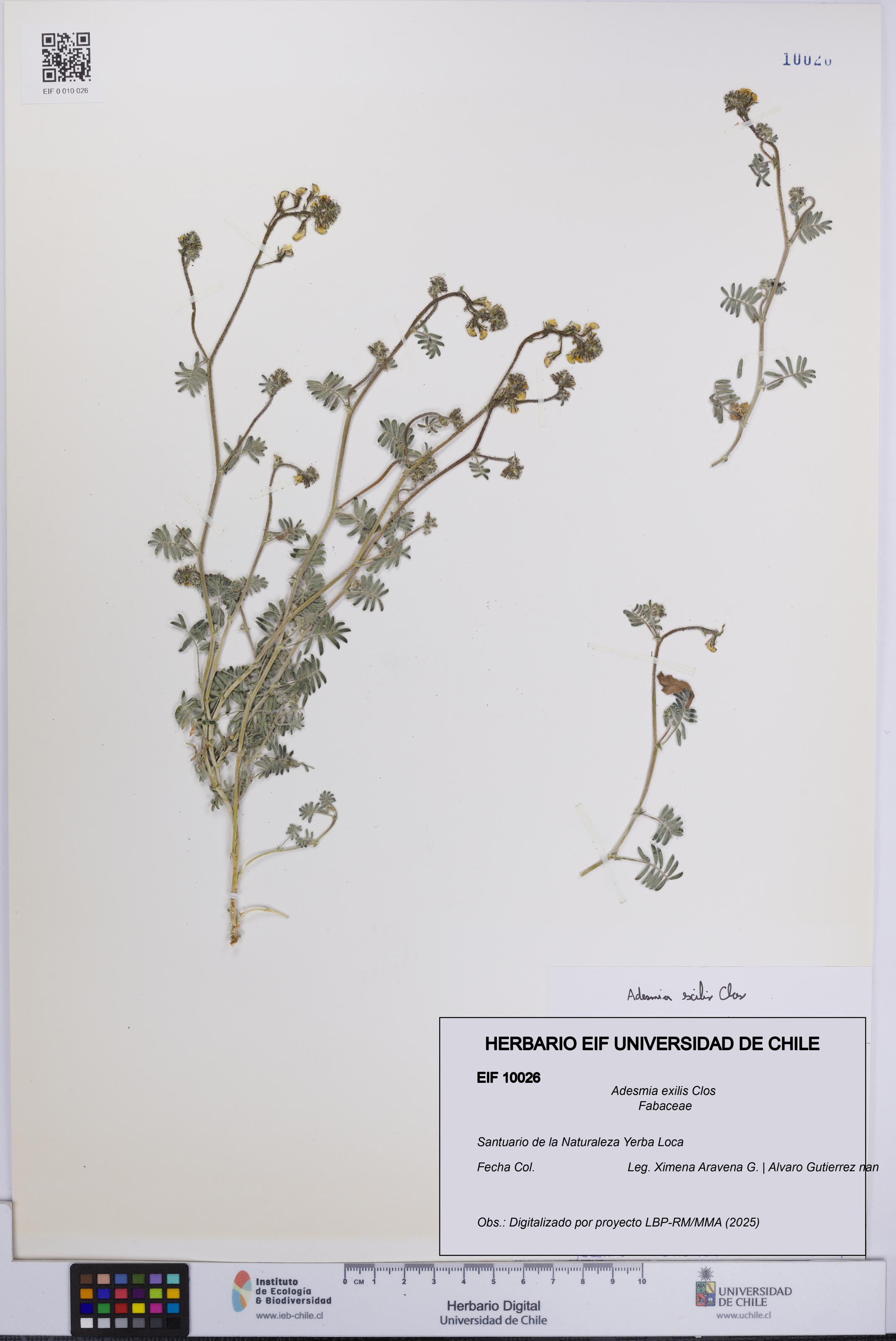 Adesmia exilis [Espécimen: UCH:EIF:0010026]