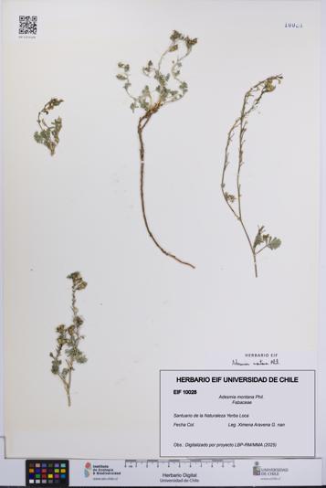 Adesmia montana [Espécimen: UCH:EIF:0010028]