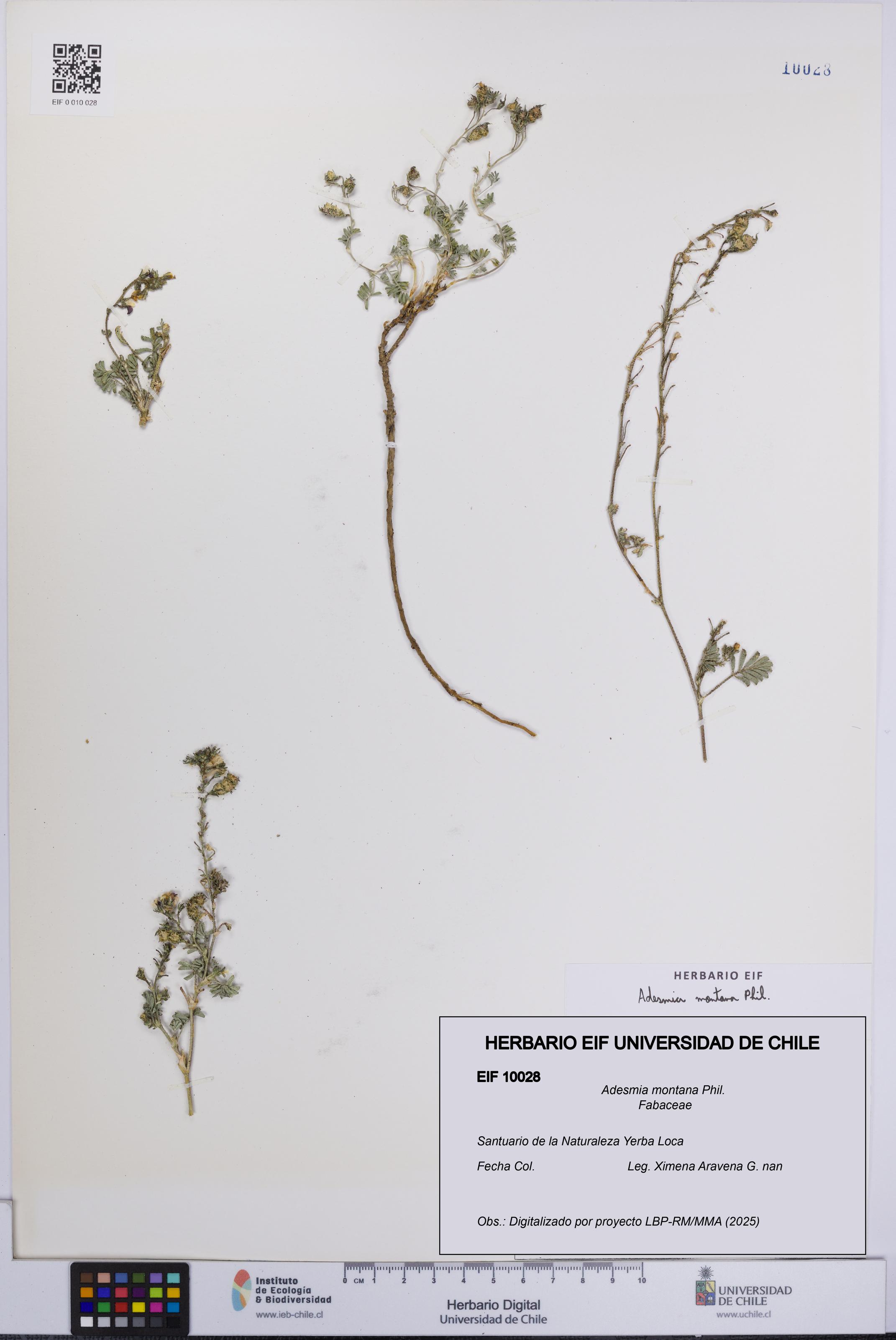 Adesmia montana [Espécimen: UCH:EIF:0010028]