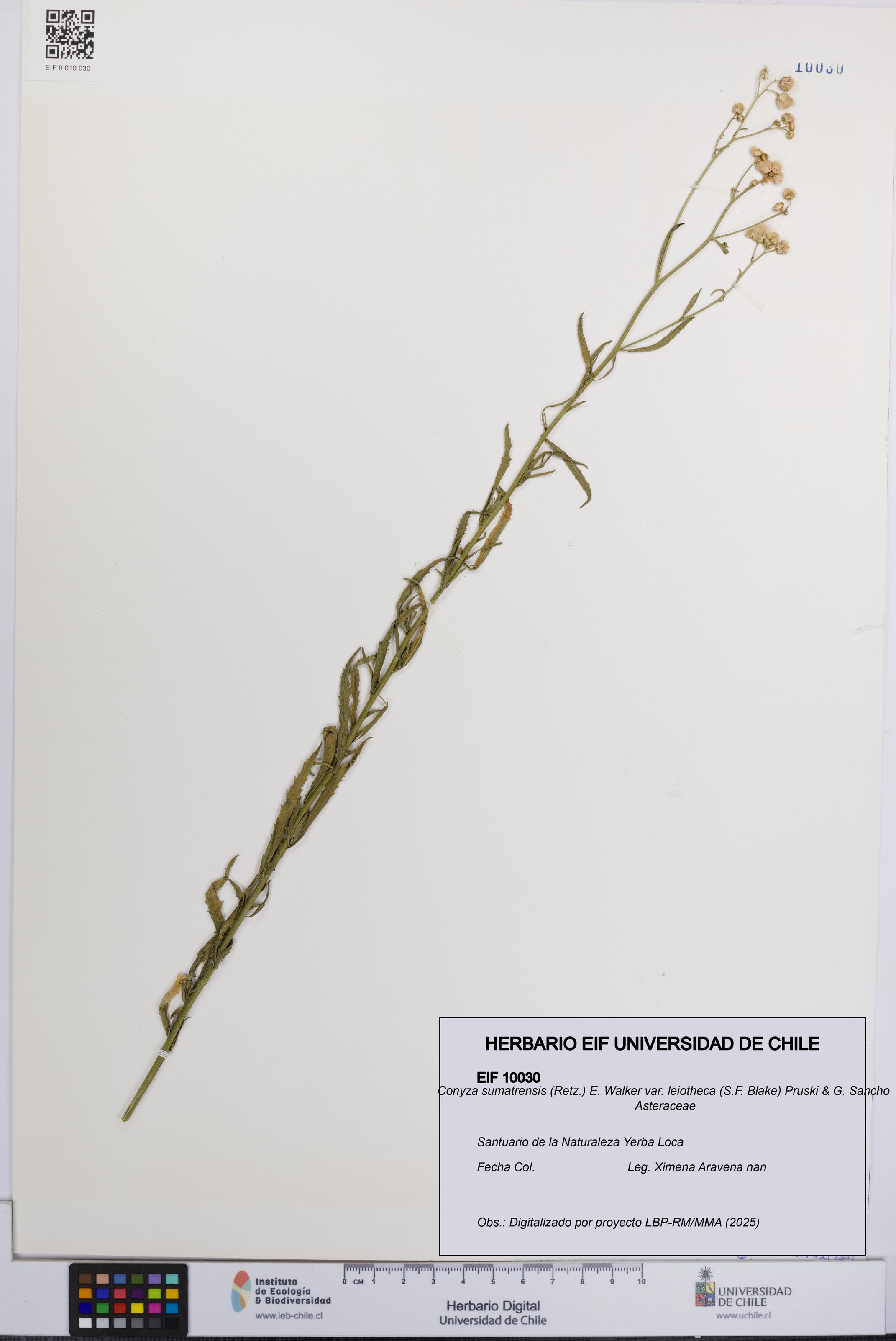 Conyza sumatrensis var. leiotheca [Espécimen: UCH:EIF:0010030]