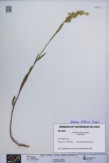 Solidago chilensis [Espécimen: UCH:EIF:0010031]