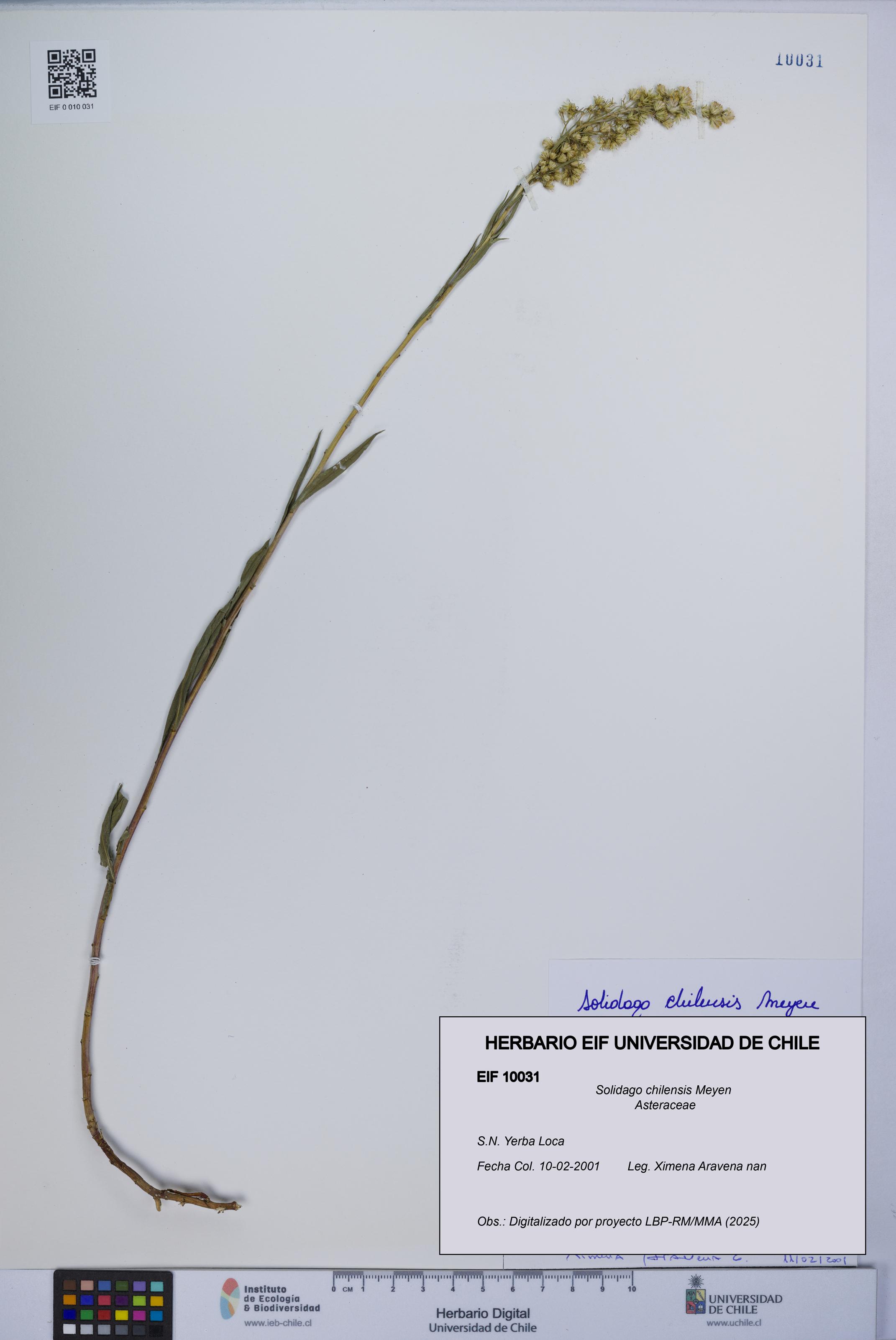 Solidago chilensis [Espécimen: UCH:EIF:0010031]