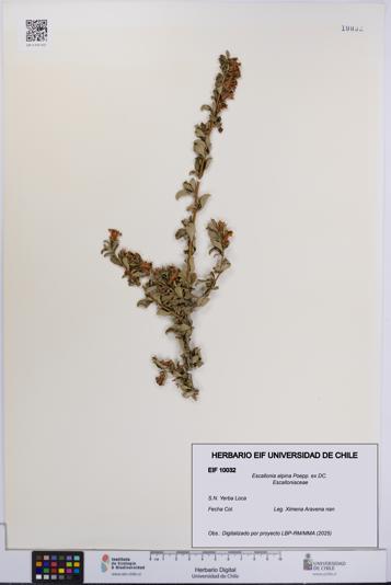 Escallonia alpina [Espécimen: UCH:EIF:0010032]