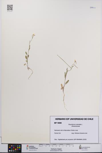Sisymbrium orientale [Espécimen: UCH:EIF:0010033]