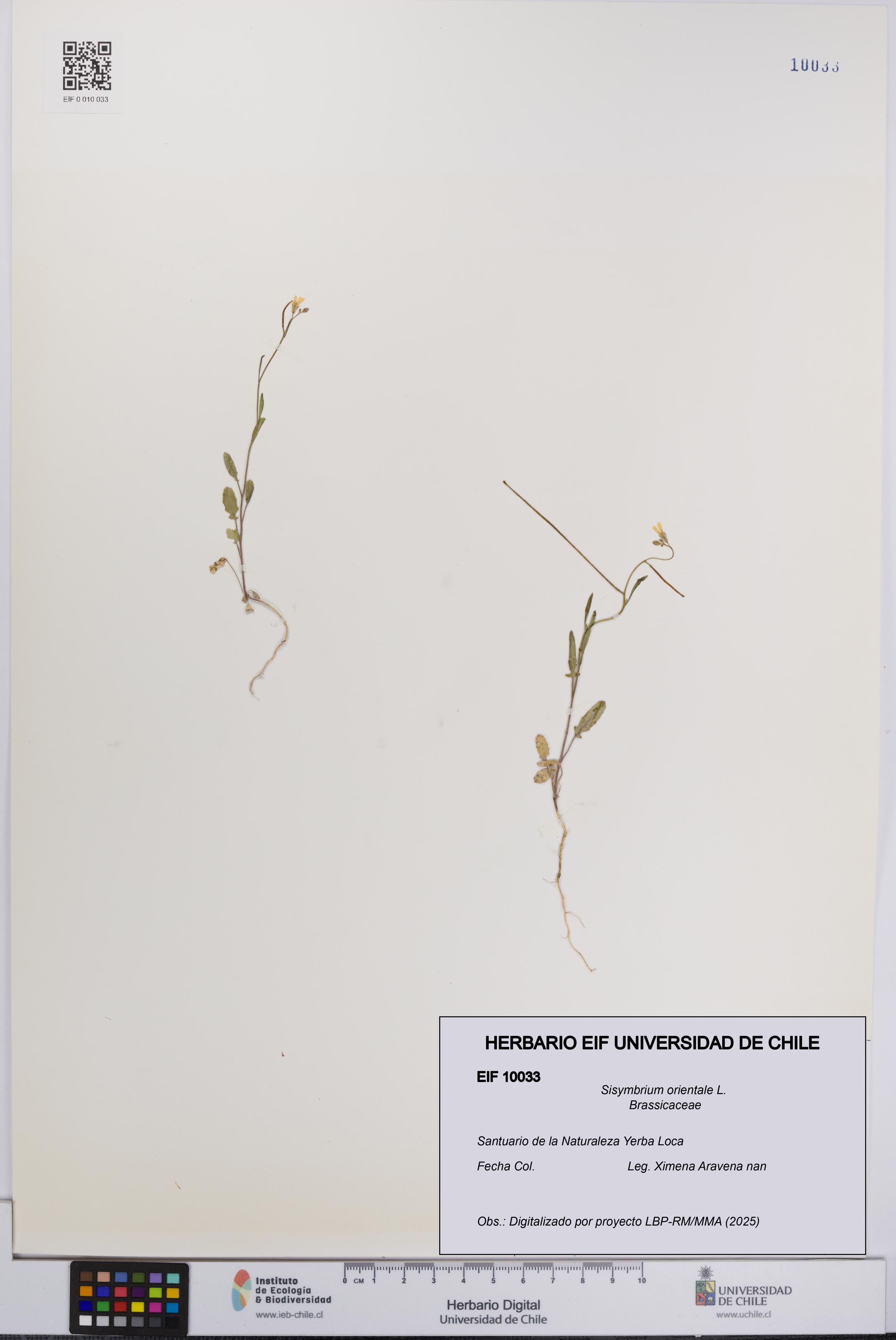Sisymbrium orientale [Espécimen: UCH:EIF:0010033]