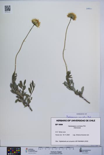 Haplopappus uncinatus [Espécimen: UCH:EIF:0010034]