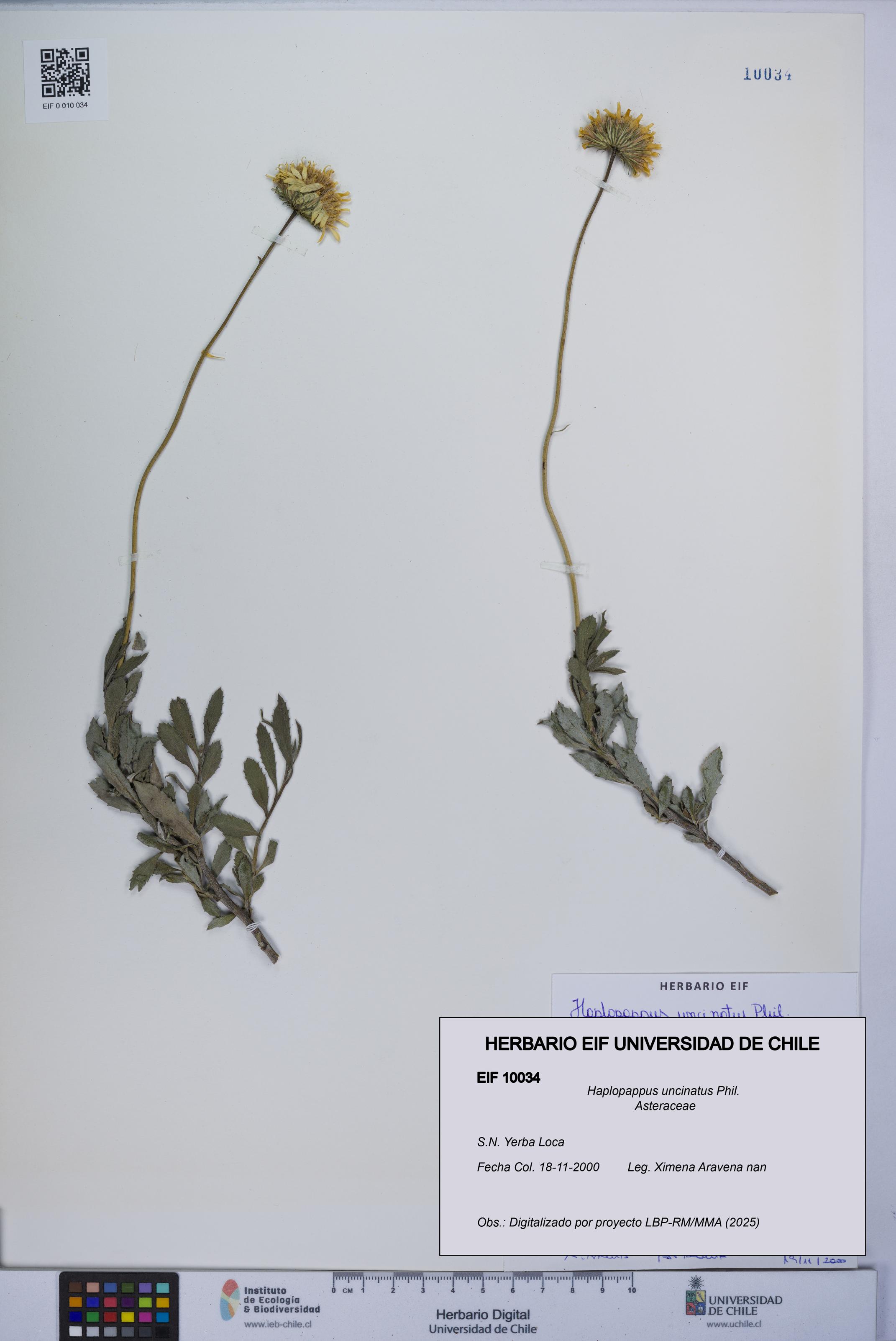 Haplopappus uncinatus [Espécimen: UCH:EIF:0010034]