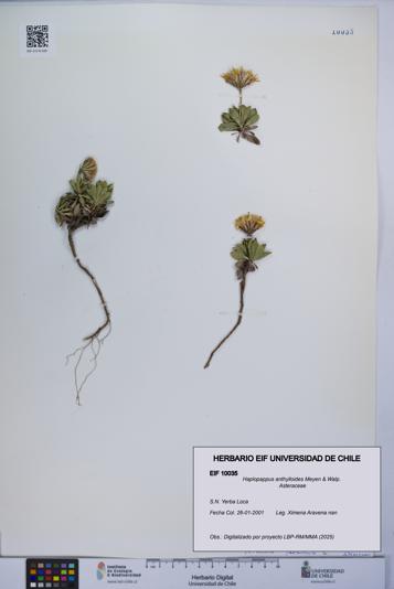 Haplopappus anthylloides [Espécimen: UCH:EIF:0010035]