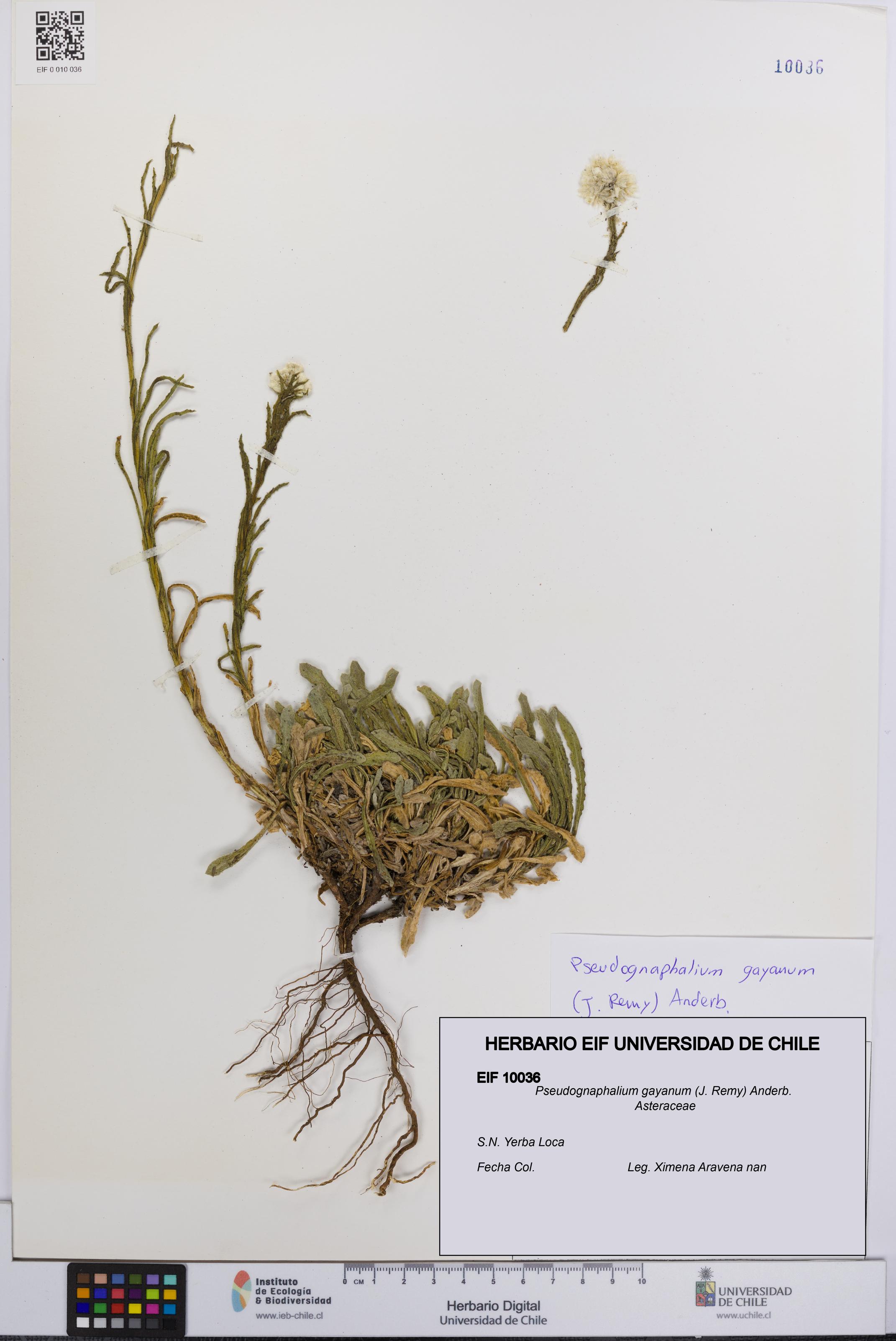 Pseudognaphalium gayanum [Espécimen: UCH:EIF:0010036]