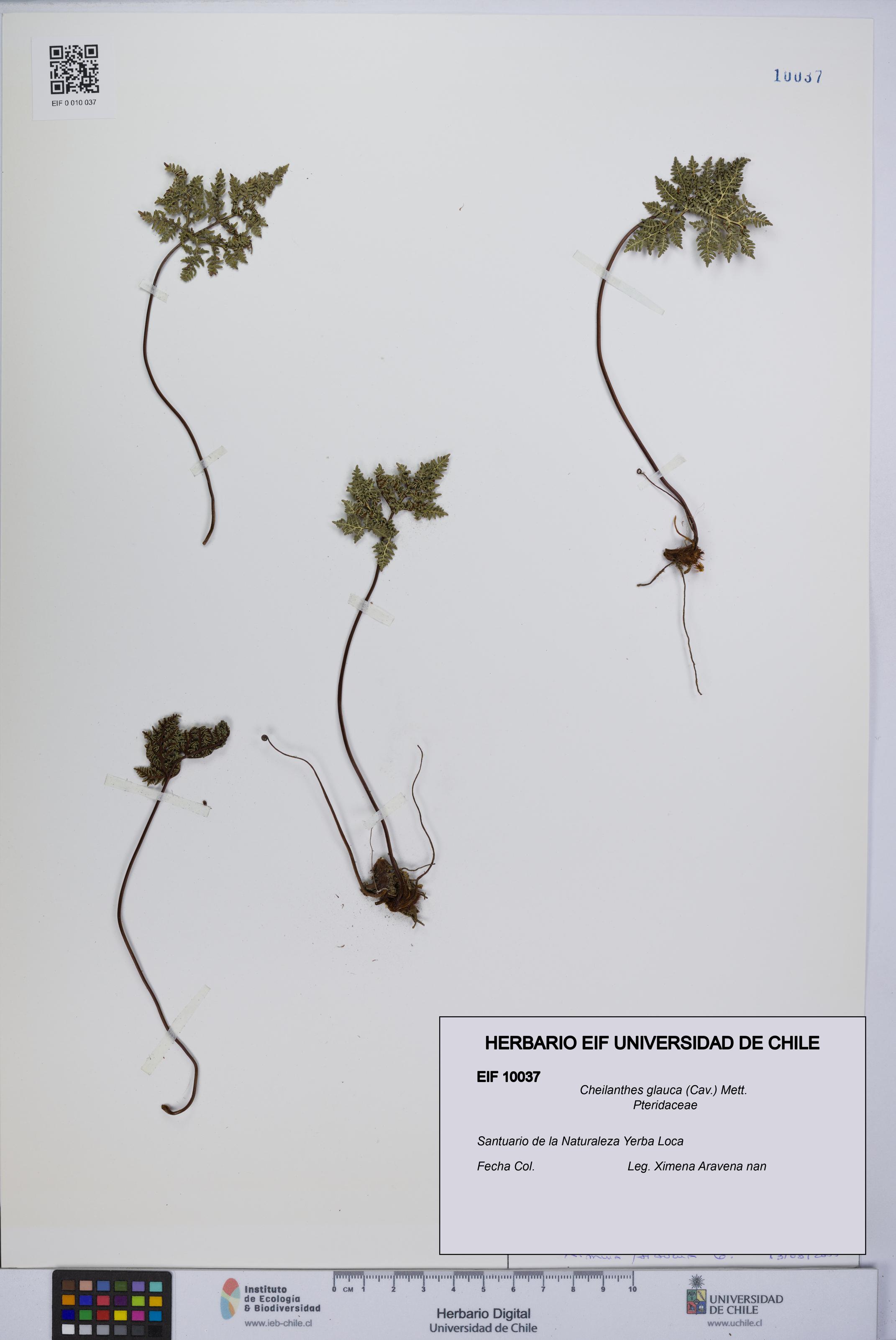 Cheilanthes glauca [Espécimen: UCH:EIF:0010037]