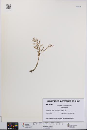 Cardamine cordata [Espécimen: UCH:EIF:0010038]
