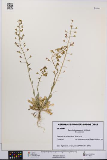 Capsella bursa-pastoris [Espécimen: UCH:EIF:0010039]
