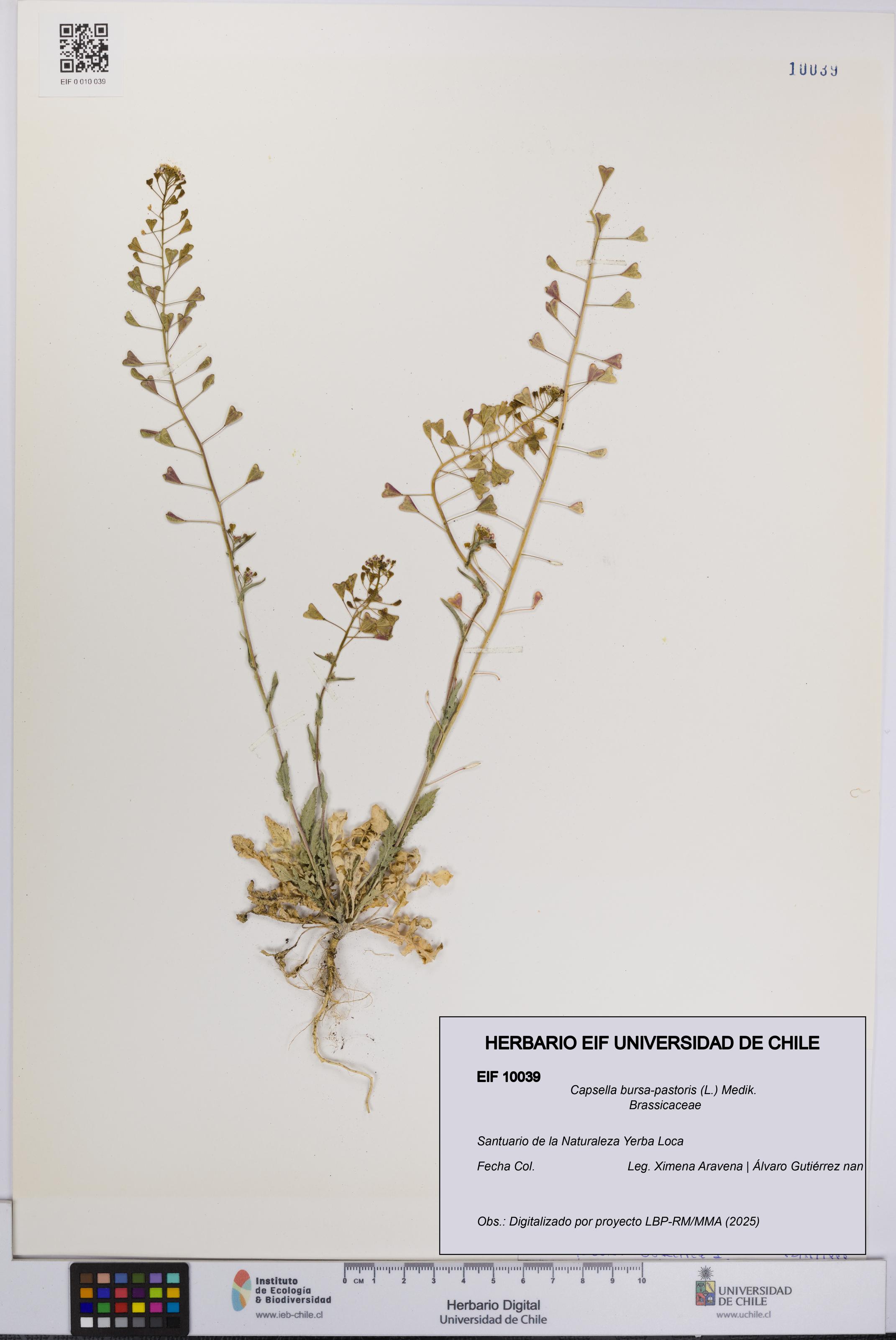 Capsella bursa-pastoris [Espécimen: UCH:EIF:0010039]