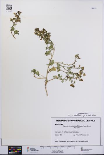 Adesmia coronilloides [Espécimen: UCH:EIF:0010040]