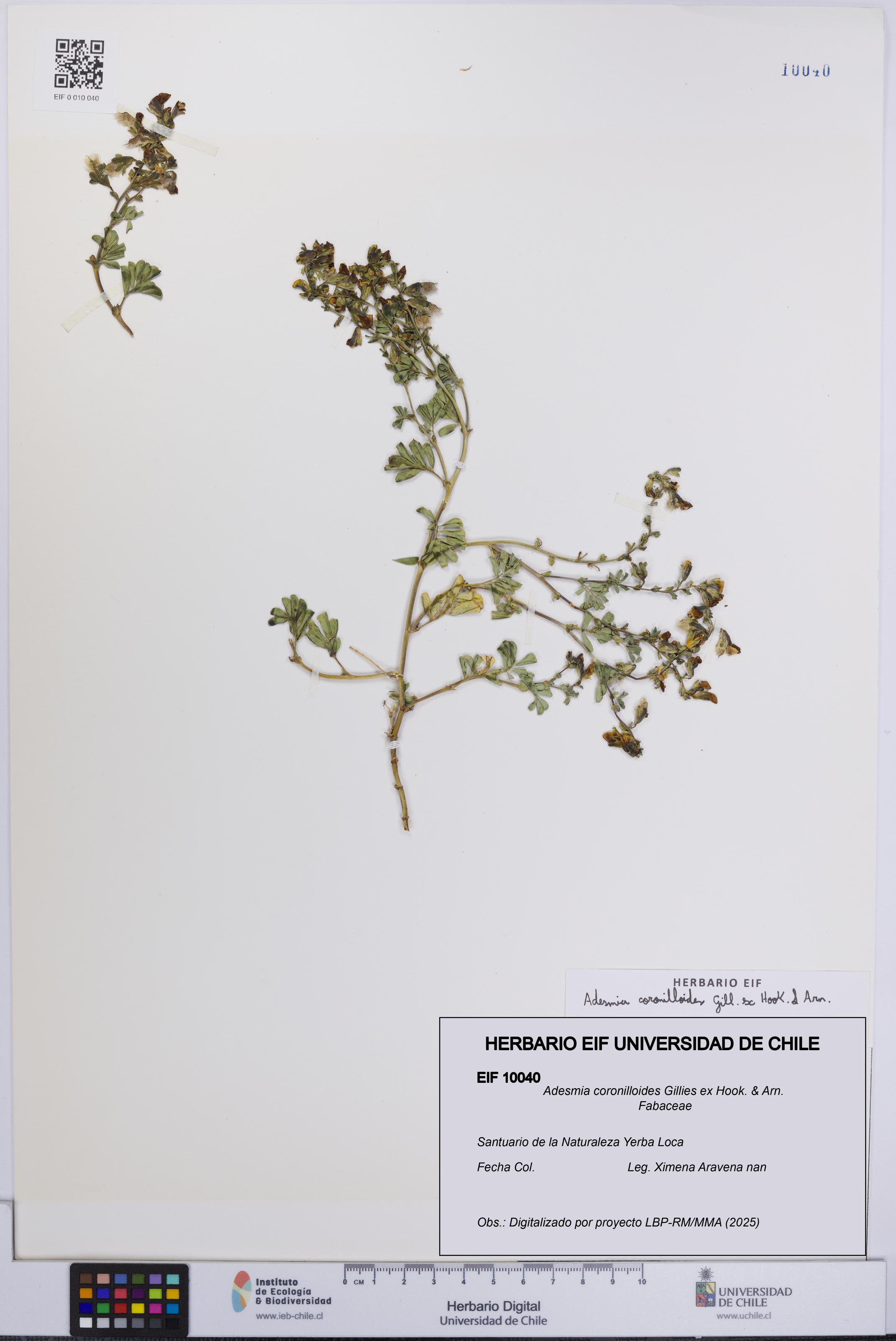 Adesmia coronilloides [Espécimen: UCH:EIF:0010040]