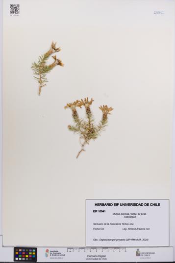 Mutisia acerosa [Espécimen: UCH:EIF:0010041]