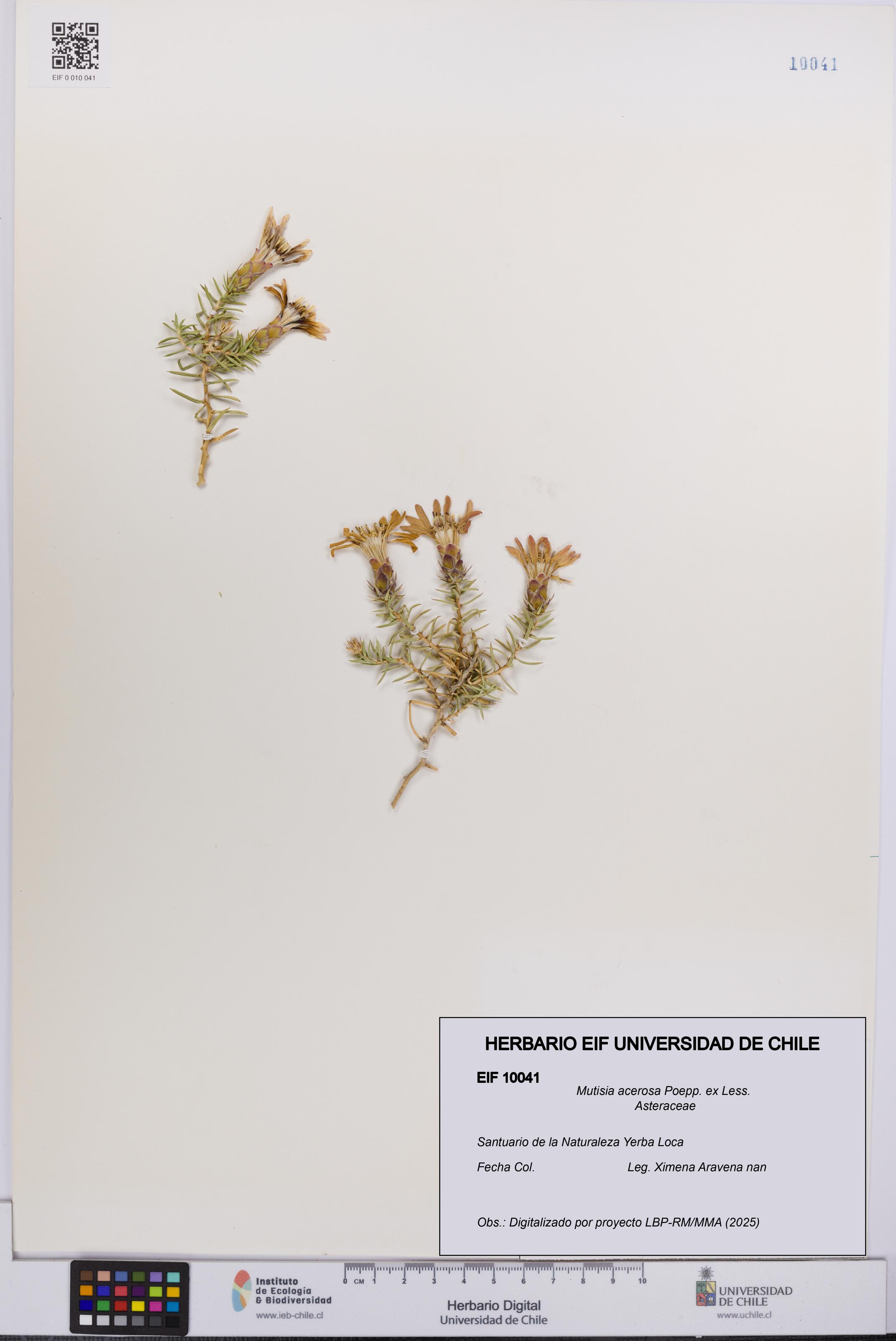 Mutisia acerosa [Espécimen: UCH:EIF:0010041]