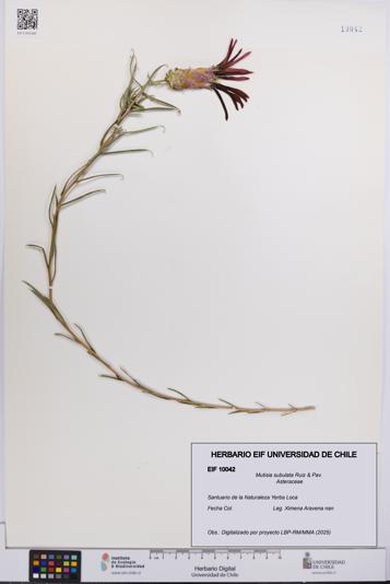 Mutisia subulata [Espécimen: UCH:EIF:0010042]