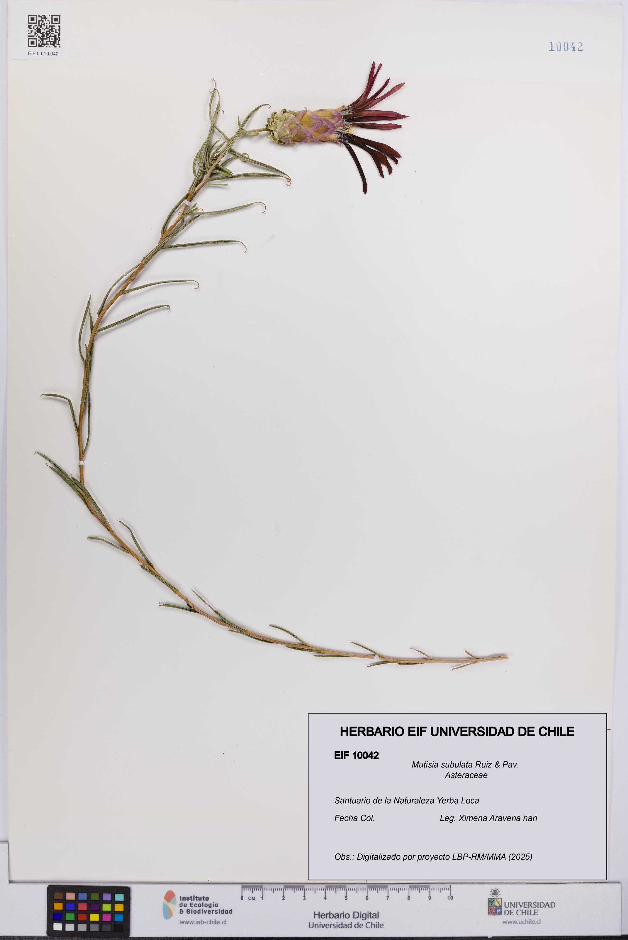 Mutisia subulata [Espécimen: UCH:EIF:0010042]