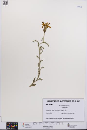 Mutisia sinuata [Espécimen: UCH:EIF:0010043]