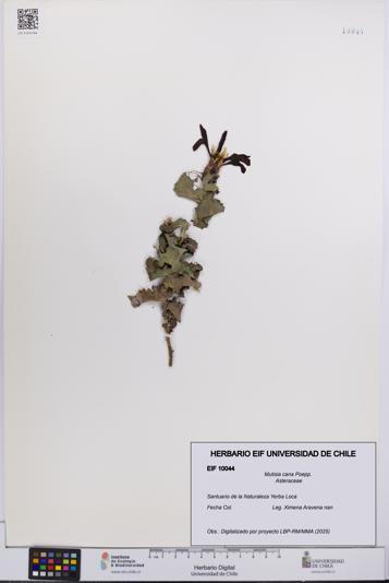 Mutisia cana [Espécimen: UCH:EIF:0010044]