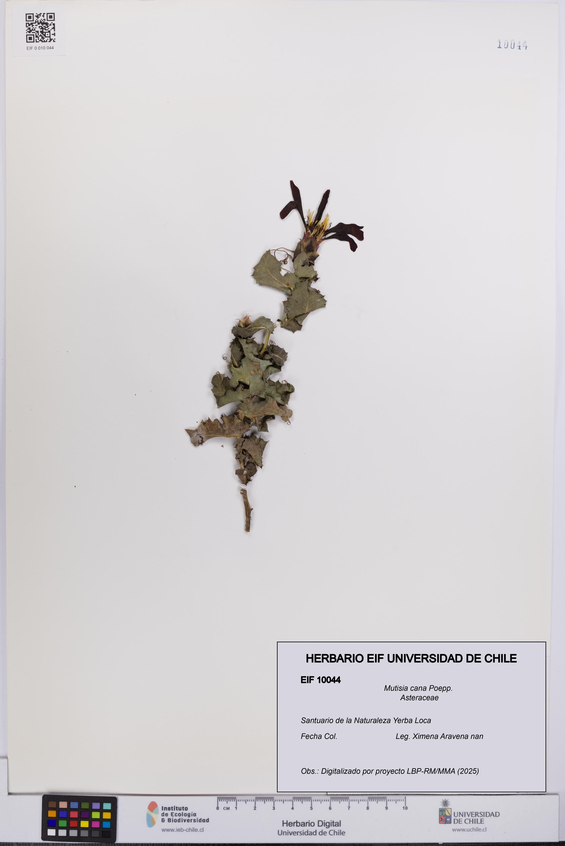 Mutisia cana [Espécimen: UCH:EIF:0010044]