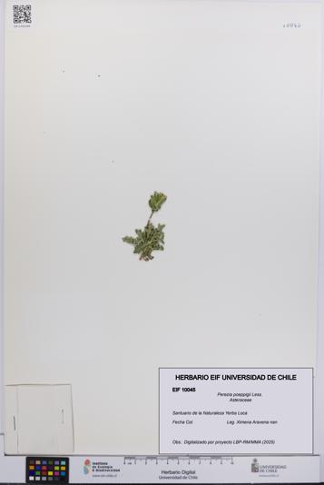 Perezia poeppigii [Espécimen: UCH:EIF:0010045]