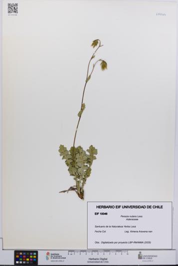 Perezia nutans [Espécimen: UCH:EIF:0010046]