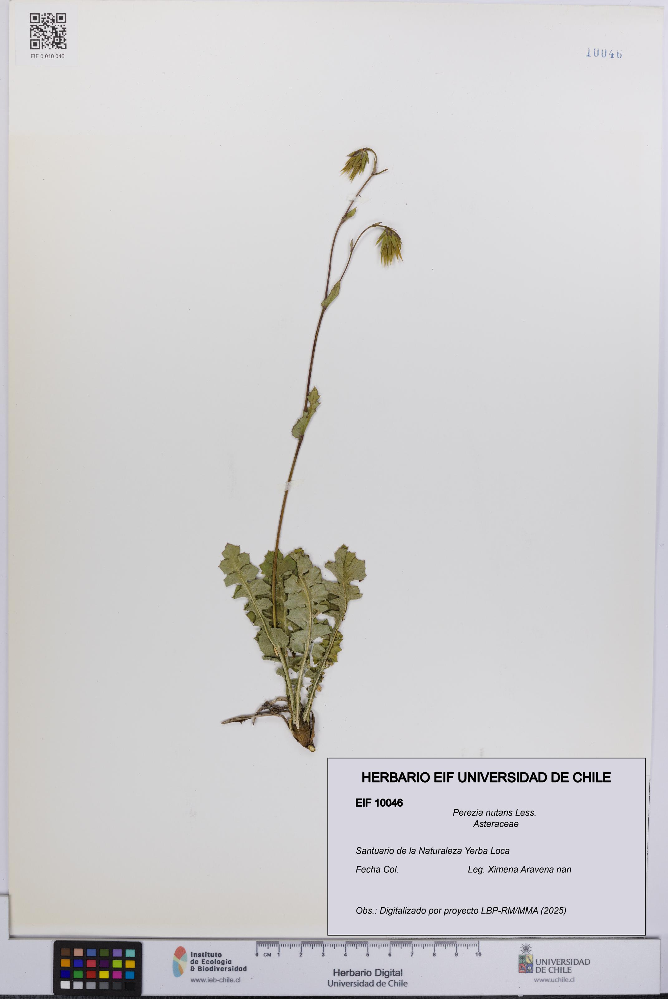 Perezia nutans [Espécimen: UCH:EIF:0010046]