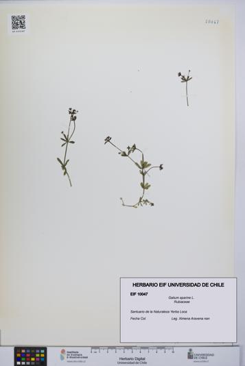 Galium aparine [Espécimen: UCH:EIF:0010047]