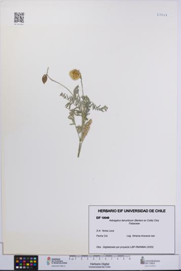 Astragalus darumbium [Espécimen: UCH:EIF:0010049]