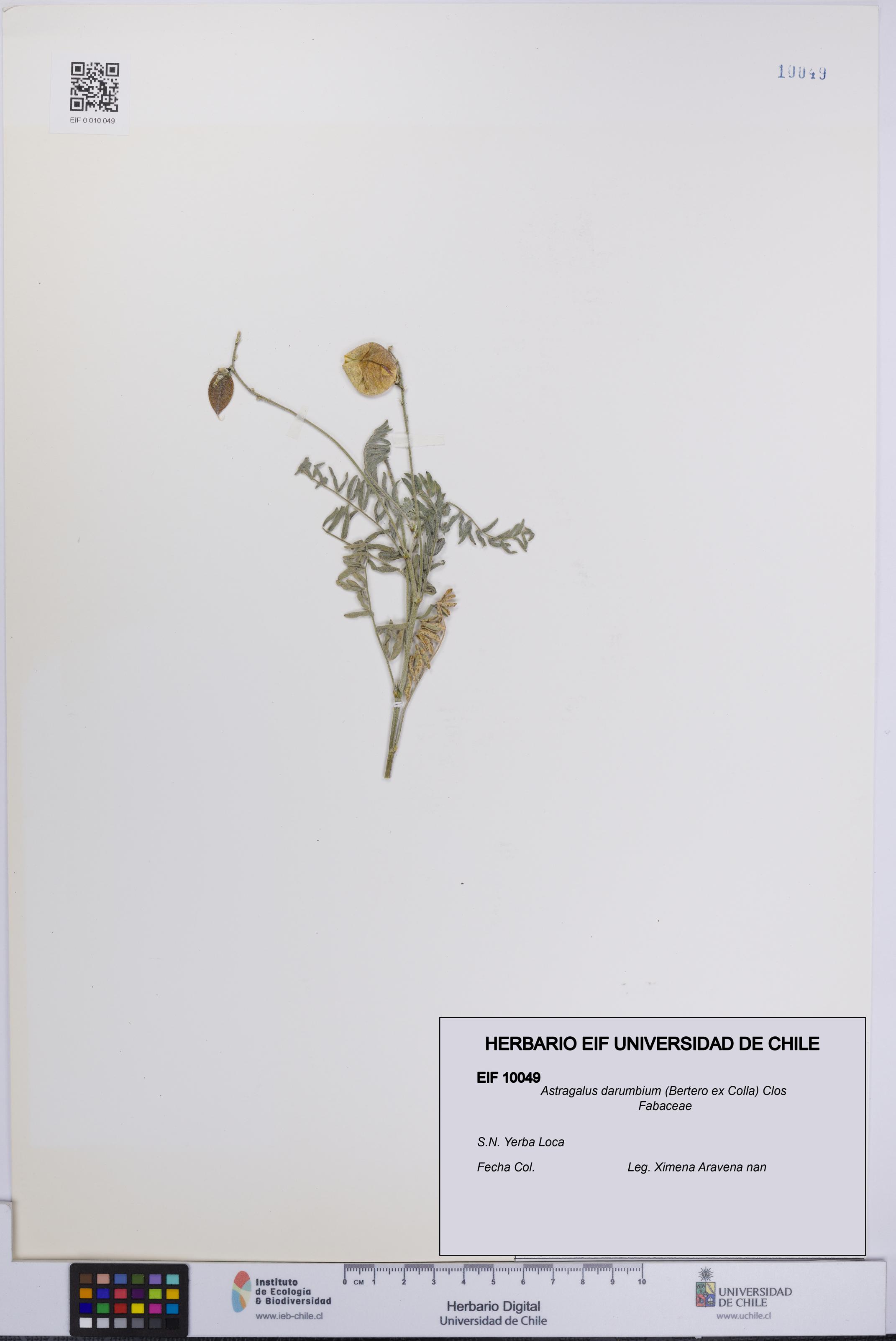 Astragalus darumbium [Espécimen: UCH:EIF:0010049]