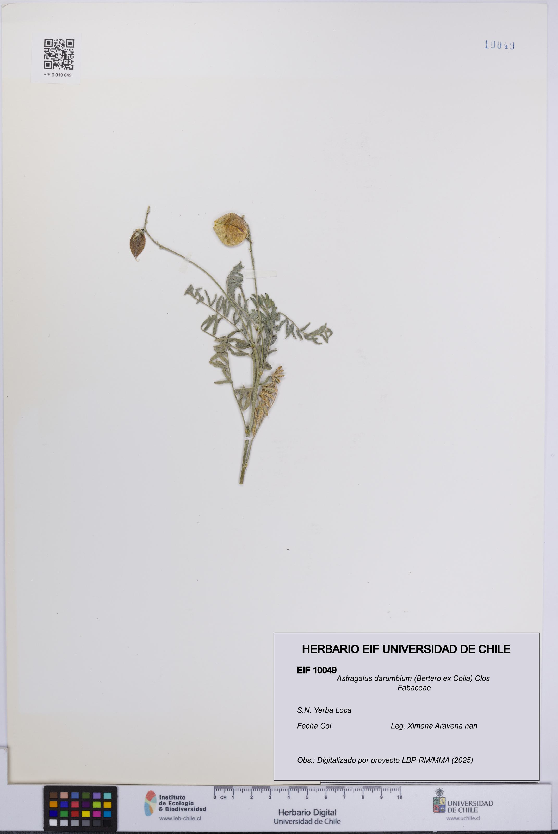 Astragalus darumbium [Espécimen: UCH:EIF:0010049]