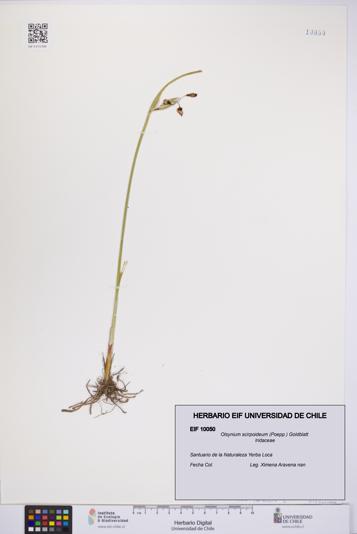 Olsynium scirpoideum [Espécimen: UCH:EIF:0010050]