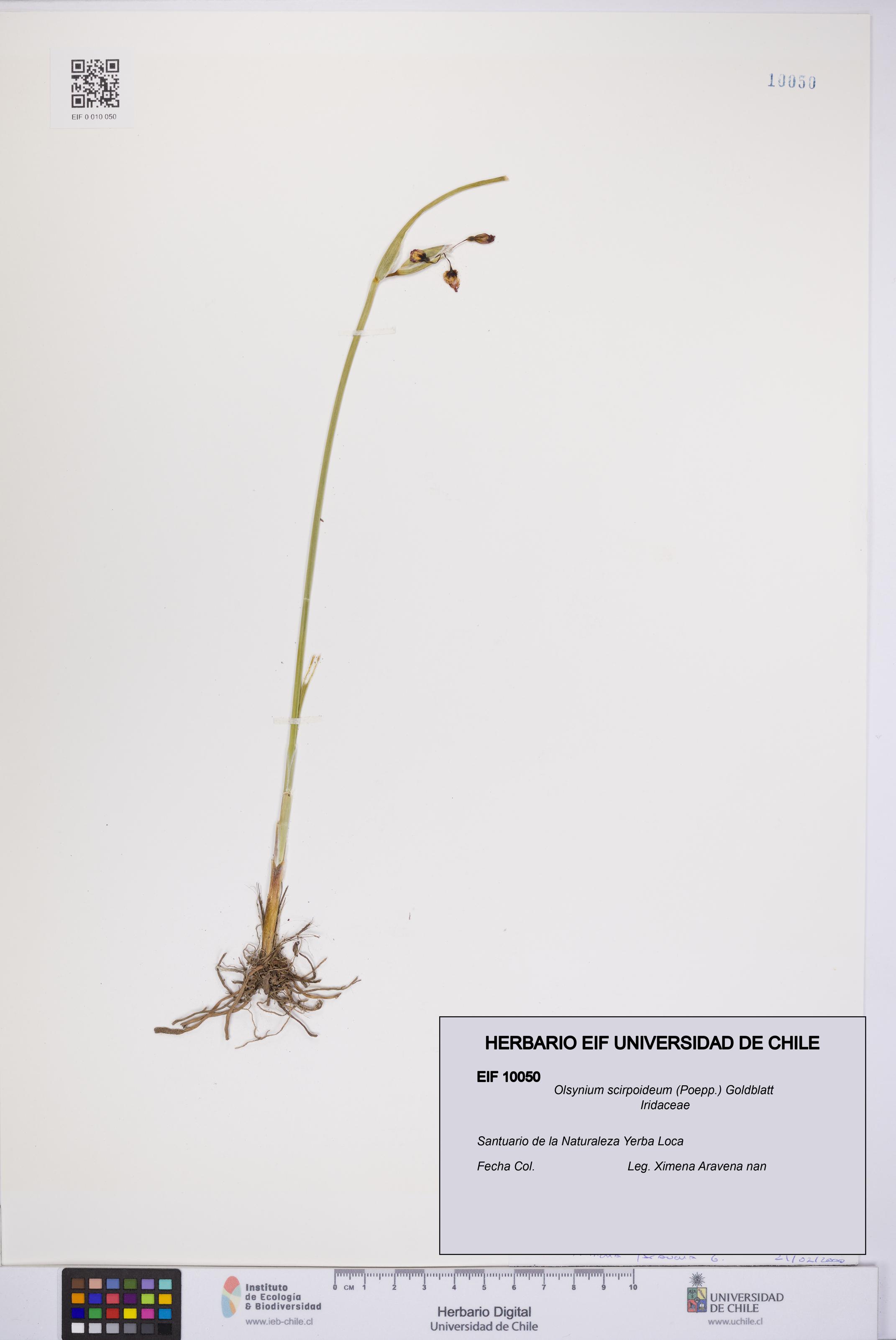 Olsynium scirpoideum [Espécimen: UCH:EIF:0010050]