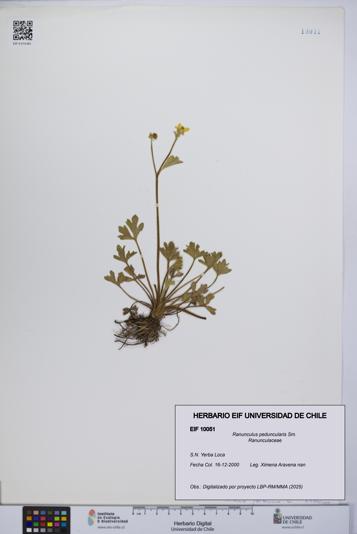 Ranunculus peduncularis [Espécimen: UCH:EIF:0010051]