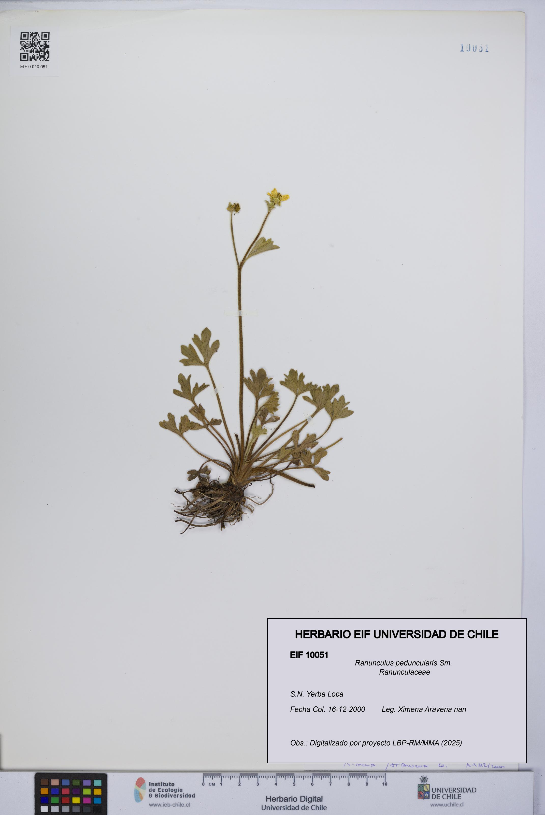 Ranunculus peduncularis [Espécimen: UCH:EIF:0010051]