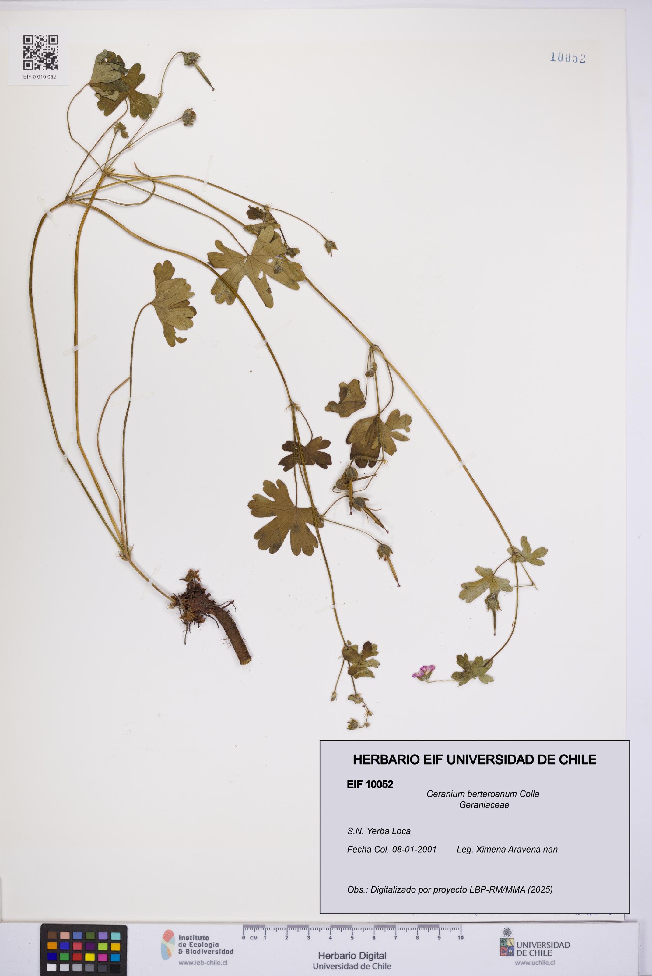 Geranium berteroanum [Espécimen: UCH:EIF:0010052]