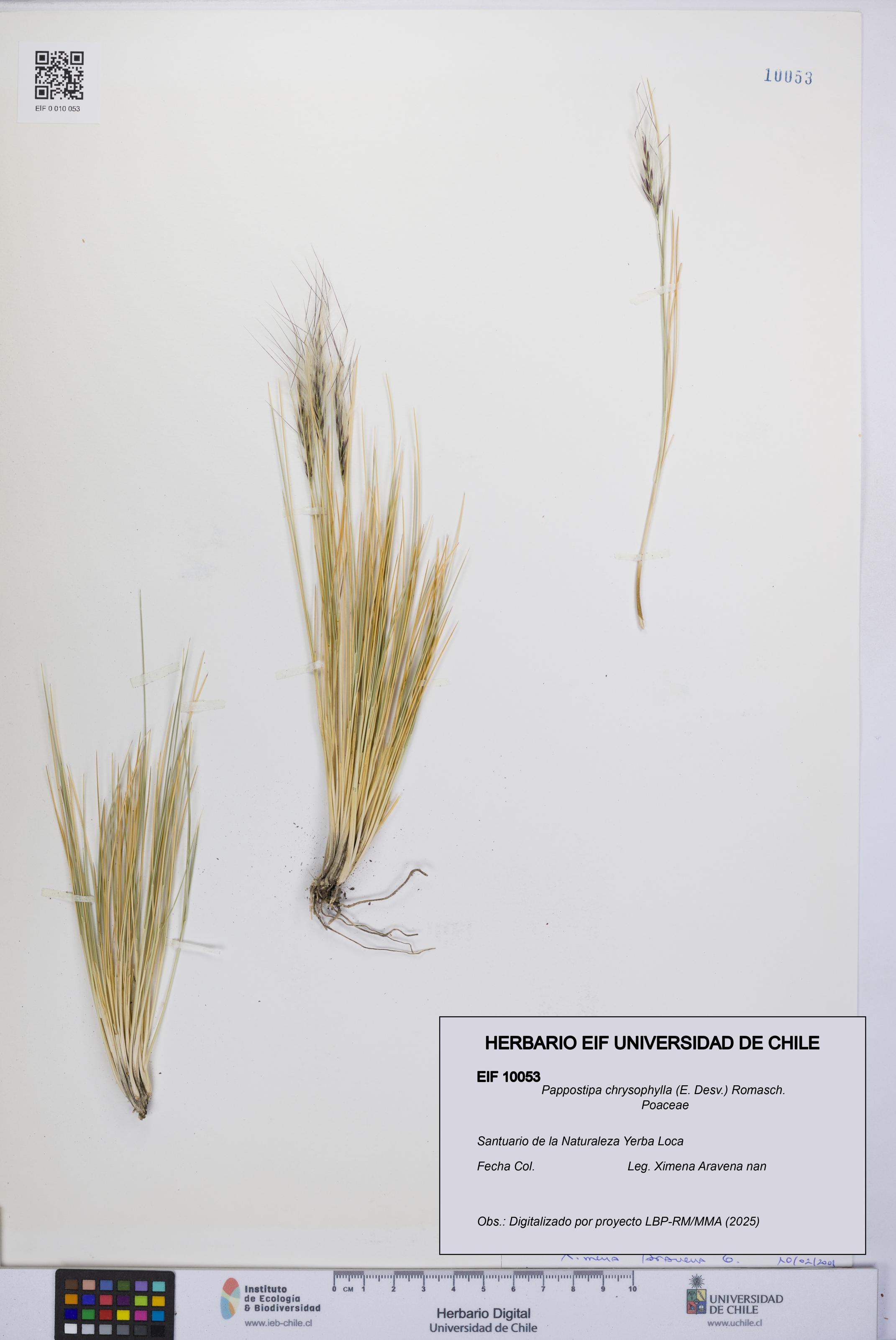 Pappostipa chrysophylla [Espécimen: UCH:EIF:0010053]