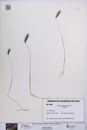 Hordeum pubiflorum [Espécimen: UCH:EIF:0010054]