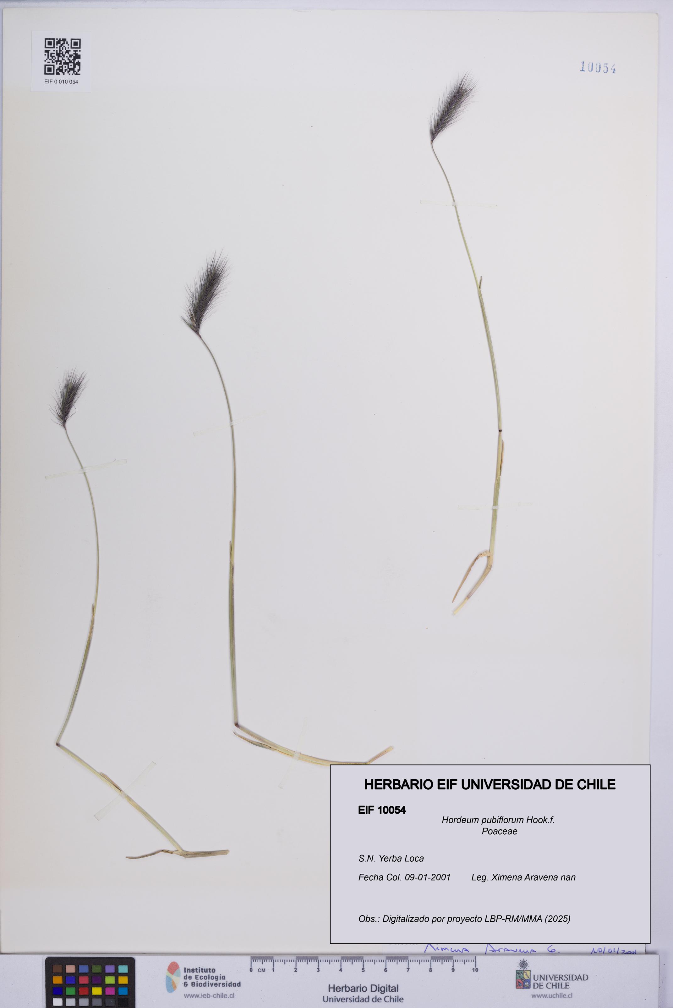 Hordeum pubiflorum [Espécimen: UCH:EIF:0010054]