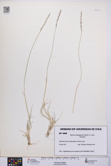 Elymus scabriglumis [Espécimen: UCH:EIF:0010055]