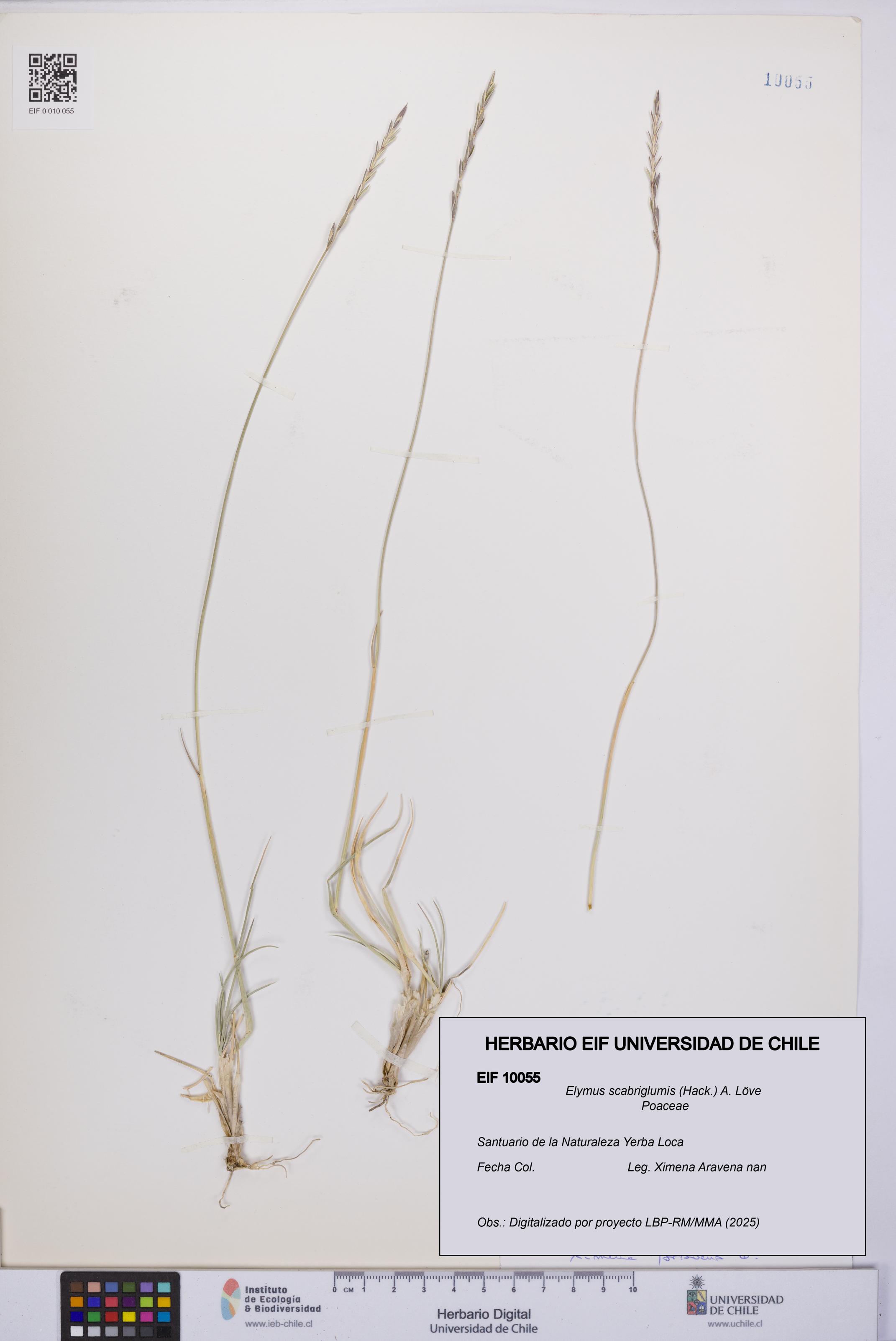 Elymus scabriglumis [Espécimen: UCH:EIF:0010055]