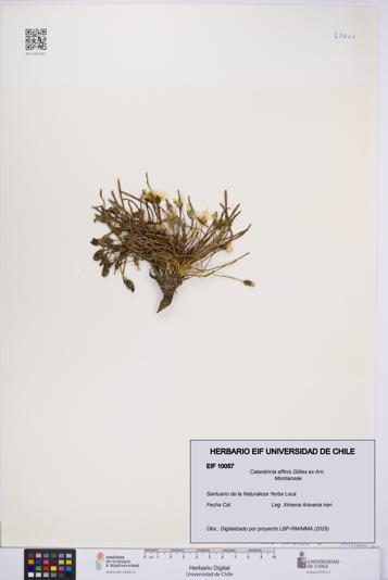 Calandrinia affinis [Espécimen: UCH:EIF:0010057]